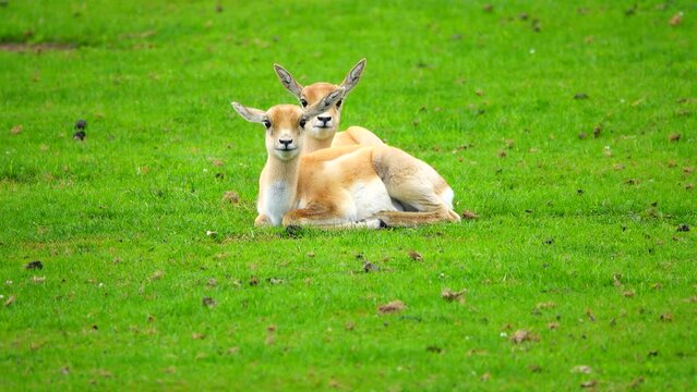 beautiful baby Boselaphus tragocamelus brown lying on the grass