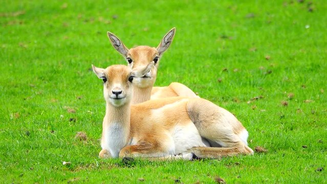 beautiful baby Boselaphus tragocamelus brown lying on the grass