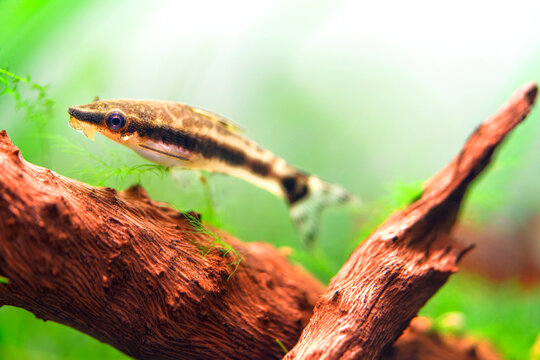 Otocinclus Affinis, Macrotocinclus affinis smallest known suckermouth catfish. Golden otocinclus on the aquarium wood root