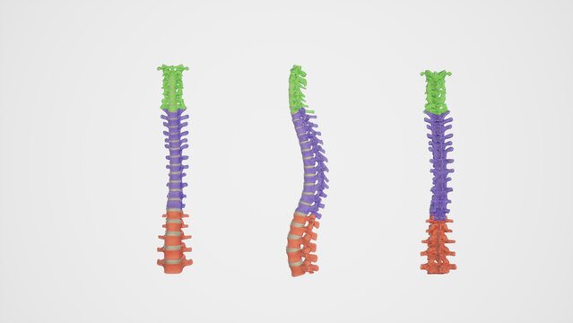 Medical Ilustration of Colored Cervical,Thoracic,and Lumbar Spines-Anterior,posterior,and Back views