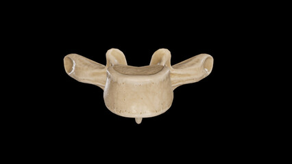 Anterior view of Fourth Thoracic Vertebra (T4)