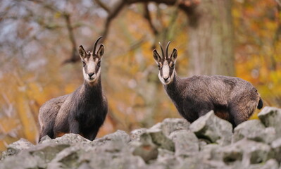 Autumn scene with a horn animal. Two chamois standing on the stone huill. Luzicke hory in Czech republic. Rupicapra rupicapra.