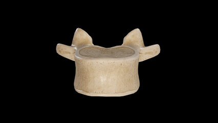 Anterior view of Second Lumbar Vertebra (L2)