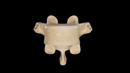 Anterior view of Tenth Thoracic Vertebra (T10)
