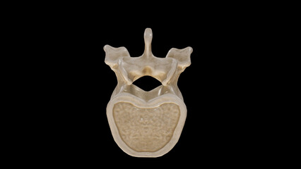 Inferior view of Twelfth Thoracic Vertebra (T12)