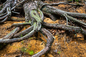 Curved Intertwined twisted partly dead roots of the pine tree growing above the orange red yellow sandy ground surface on the slope