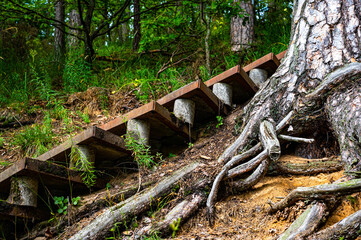 Rusty metal steps stairs on the slope in the forest. Curved Intertwined twisted partly dead roots of the pine tree growing above the orange red yellow sandy ground surface on the slope