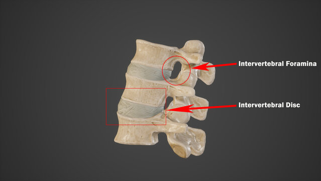 Medical Illustration of Intervertebral Foramina and Intervertebral Disc