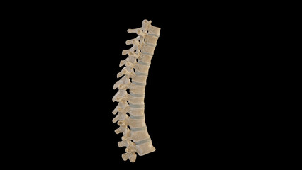 Lateral view of Thoracic Vertebrae
