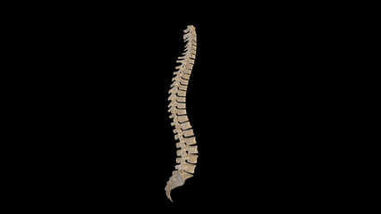 Lateral view of Vertebral Column