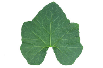 The back of the pumpkin leaves. isolated on white background, clipping path included. Top view.