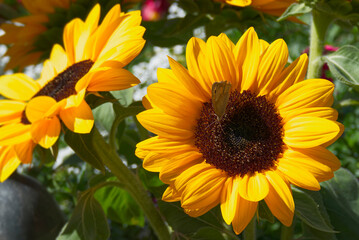 Meadow Brown (Maniola jurtina) butterfly sitting on a yellow sunflower in Zurich, Switzerland