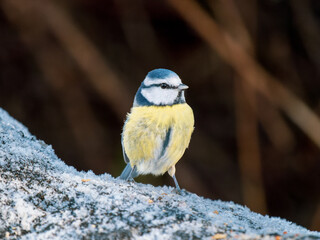 Blue Tit Feeding on a Log
