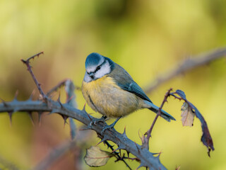 Blue Tit Perched on a Bramble