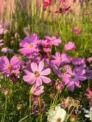 pink cosmos flowers