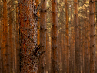 pine trees in the forest