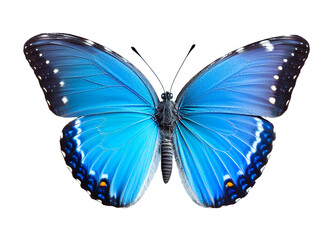 Beautiful bright blue butterfly isolated on a white background with spread wings.