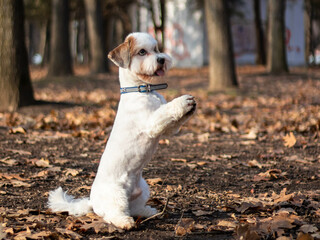 little dog doing tricks in a park