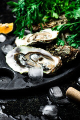 Fresh oysters on a cutting board. 