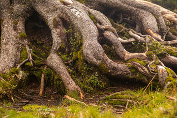 Fototapeta na wymiar huge roots of an old tree