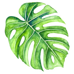 monstera watercolor illustration  © Marina