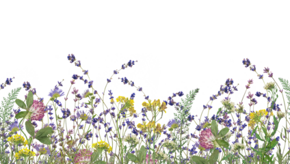 Wildflovers border isolated on white background. Floristic border of realistic wildflovers on transparent background. Beautiful flowers with green leaves on transparent background. The view from top.