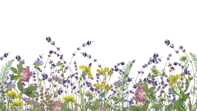 Wildflovers border isolated on white background. Floristic border of realistic wildflovers on transparent background. Beautiful flowers with green leaves on transparent background. The view from top.