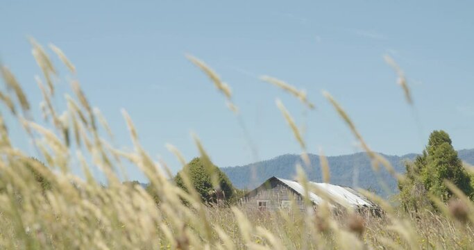 Casa de campo con pasto al viento en el frente en el sur de Chile