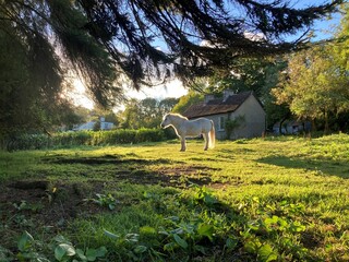 Pony standing in sunlight in front of derelict cottage, Co Leitrim, Ireland