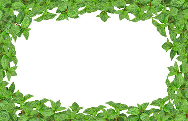Green fresh mint leaves isolated on white background.Floristic border of realistic mint on transparent background. Beautiful green leaves on transparent background.