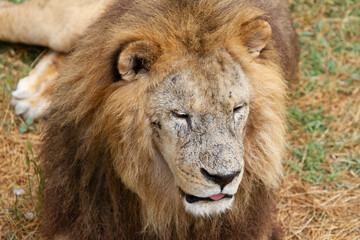 A large lion lies on the grass of the savannah. Close-up of a lion's muzzle.