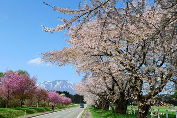 桜並木と岩手山。雫石、岩手、日本。４月下旬。