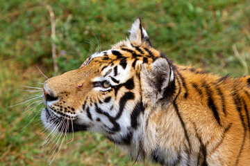 Amur tigers on geass on a summer day, portrait. Male face close up