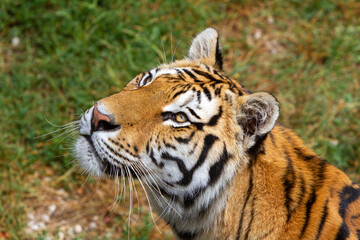 Fototapeta na wymiar Amur tigers on geass on a summer day, portrait. Male face close up