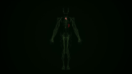 Human Lymphatic System anatomy,3D rendering