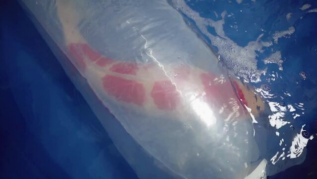 very beautiful and very big massive koi carp fishes in the garden pond for the fengshui and relaxing