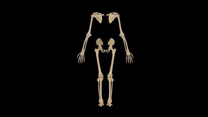 Posterior View of Appendicular Skeleton