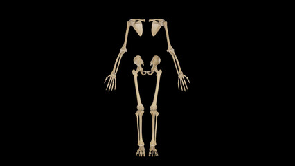 Anterior view of Appendicular Skeleton
