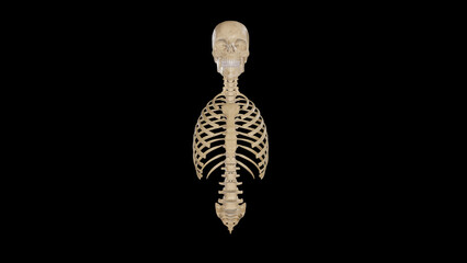 Axial Skeleton Anatomy - Anterior View