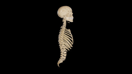 Axial Skeleton Anatomy - Lateral View