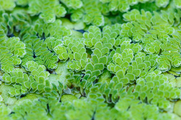 Obraz premium Growing Green Azolla microphylla Used an ingredient in animal feed or as compost,close up.
