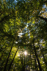 Tall trees in low angle view with sun in the forest