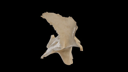 Right view of Sphenoid Bone.3d rendering