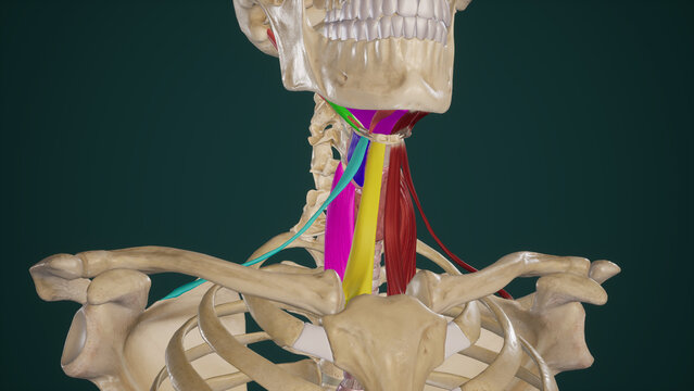 Anatomy of Suprahyoid and Infrahyoid Muscles