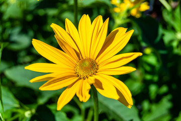Fine wild growing flower aster false sunflower on background meadow