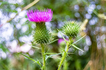 Beautiful growing flower root burdock thistle on background meadow