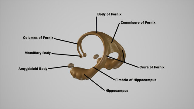 medically accurate illustration of Cerebral Fornix