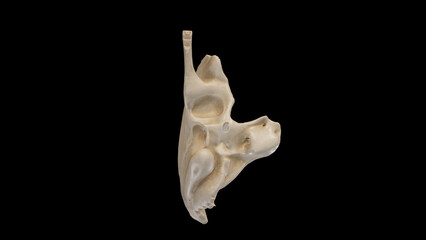 Inferior view of Right Temporal Bone.3d rendering