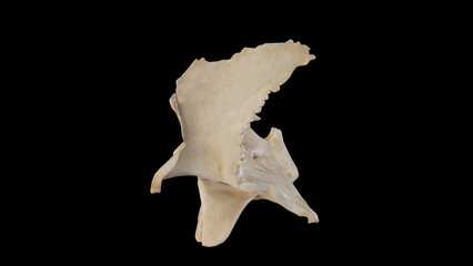 Left view of Sphenoid Bone.3d rendering
