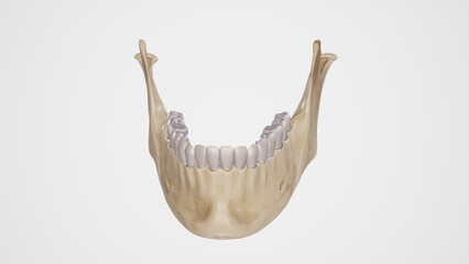Medical Illustration of Mandibular Teeth - obrazy, fototapety, plakaty